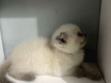 2 Aylık Scottish Fold Blue Point Erkek
