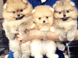 Pomeranian Boo Yavruları İzmir'De