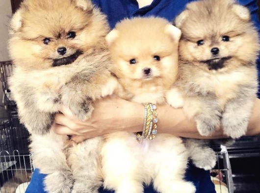 Pomeranian Boo Yavruları İzmir'De görsel