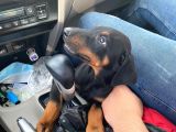 2.5 Aylık Erkek Safkan Doberman