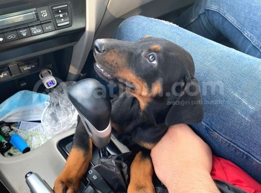 2.5 Aylık Erkek Safkan Doberman görsel
