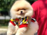Teddy Face Ayıcık Pomeranian Yavrularımız