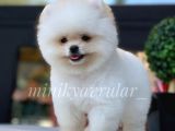 Irk Ve Sağlık Garantili Pomeranian Yavrularımız
