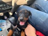 2.5 Aylık Erkek Safkan Doberman