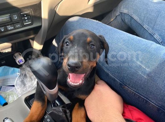2.5 Aylık Erkek Safkan Doberman görsel