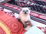 2 Aylık Scottish Fold Blue Point Erkek