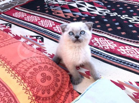 2 Aylık Scottish Fold Blue Point Erkek