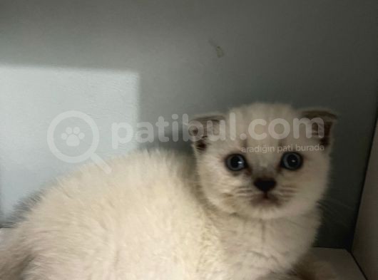 2 Aylık Scottish Fold Blue Point Erkek görsel