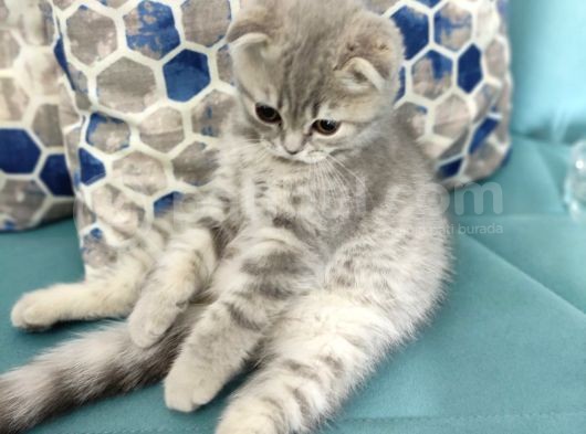 2.5 Aylık Özel Ve Oyuncu Bir Kedi görsel