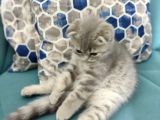 2.5 Aylık Özel ve Oyuncu Bir Kedi