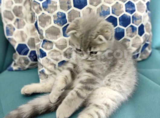 2.5 Aylık Özel Ve Oyuncu Bir Kedi