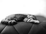 2.5 Aylık Özel Ve Oyuncu Bir Kedi