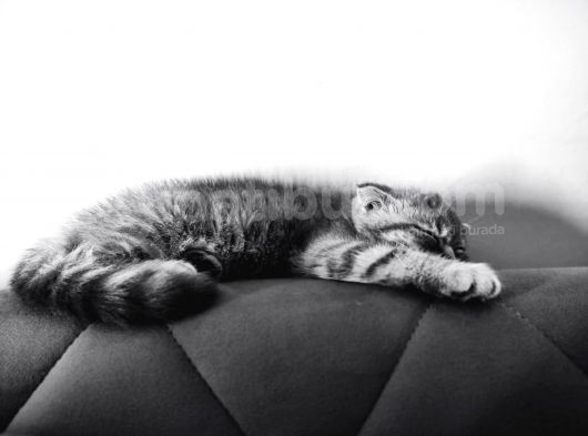 2.5 Aylık Özel Ve Oyuncu Bir Kedi görsel