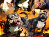 American Bully Pocket Extreme ( ABKC Secereli )