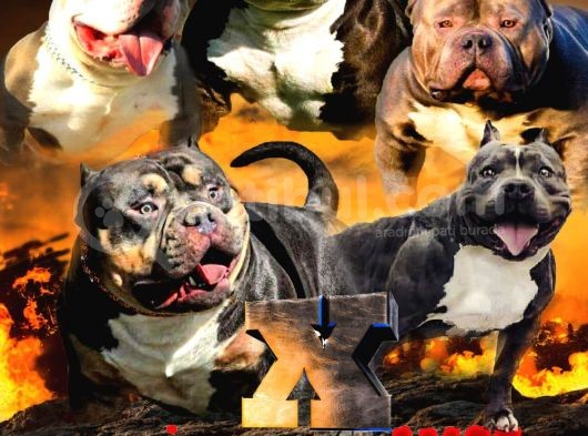 American Bully Pocket Extreme ( Abkc Secereli )