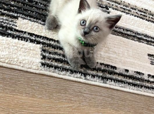 Minik Yavrumuza Yeni Yuvasını Arıyoruz görsel