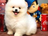 Ayı Surat Pomeranian Boo Yavrularımız