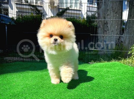 Irk Ve Sağlık Garantili Pomeranian Boo Yavrularımız görsel