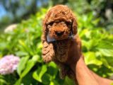 Toy Poodle