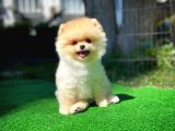 Irk Ve Sağlık Garantili Pomeranian Boo Yavrularımız