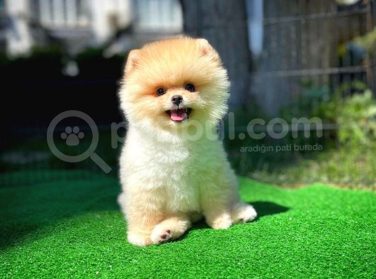 Irk Ve Sağlık Garantili Pomeranian Boo Yavrularımız