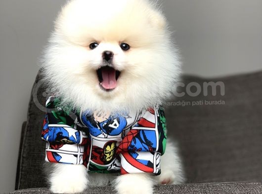 Safkan Pomeranian Arayanlara görsel