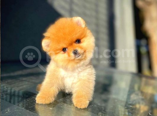 Çocuklarla Anlaşabilen Irk Pomeranian Yavrularımız