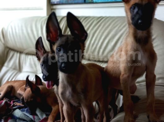 Bursa'Dan Malinois Yavrular görsel