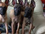 Bursa'Dan Malinois Yavrular
