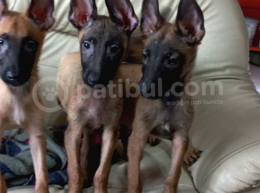 Bursa'Dan Malinois Yavrular görsel