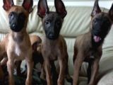 Bursa'Dan Malinois Yavrular