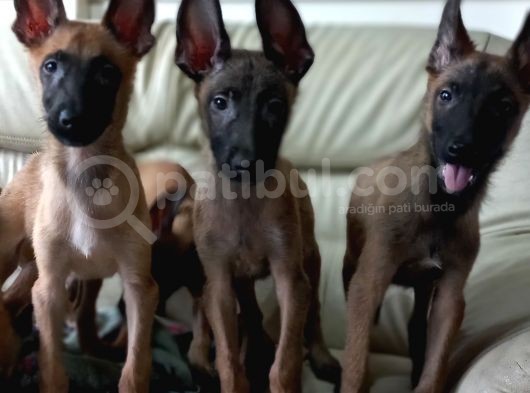 Bursa'Dan Malinois Yavrular görsel