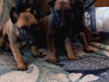 Bursa'Dan Malinois Yavrular
