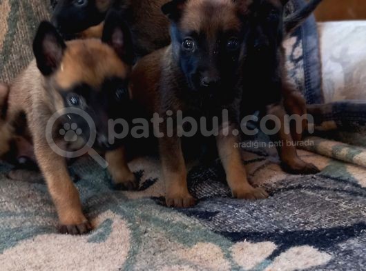 Bursa'Dan Malinois Yavrular görsel