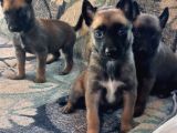 Bursa'dan Malinois Yavrular