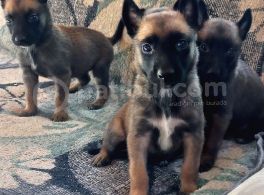 Bursa'Dan Malinois Yavrular