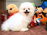 Ayı Surat Pomeranian Boo Yavrularımız