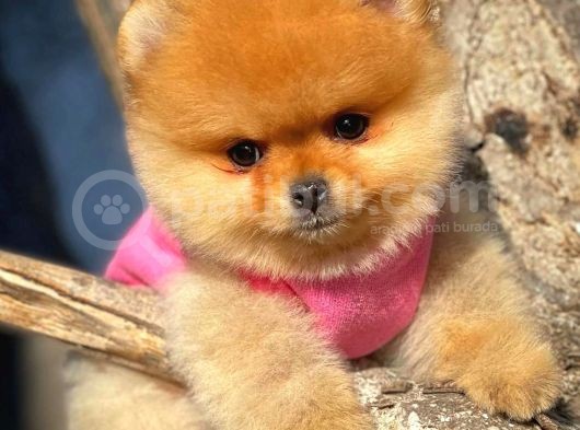 Çocuklarla Anlaşabilen Irk Pomeranian Yavrularımız görsel