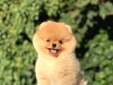 Teddy Face Ayıcık Pomeranian Yavrularımız