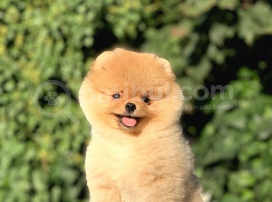 Teddy Face Ayıcık Pomeranian Yavrularımız görsel