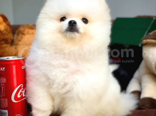 Ayı Surat Pomeranian Boo Yavrularımız görsel
