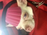 Chihuahua Albino Blue Eye