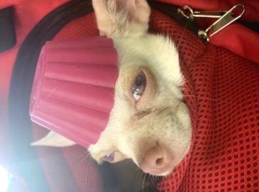 Chihuahua Albino Blue Eye görsel