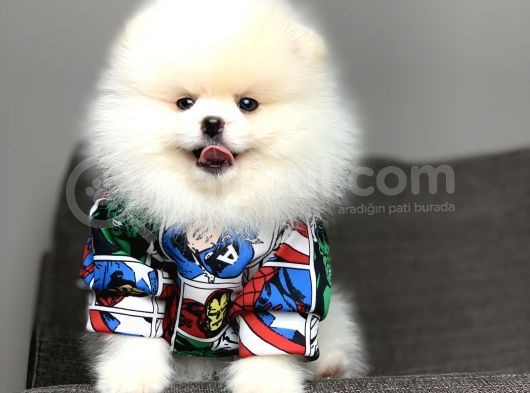 Safkan Pomeranian Arayanlara