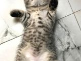1.5 Aylık Dişi British Shorthair Silver Tabby