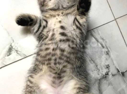 1.5 Aylık Dişi British Shorthair Silver Tabby