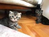 1.5 Aylık Dişi British Shorthair Silver Tabby