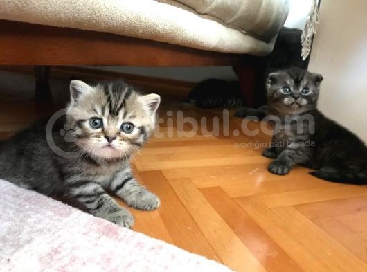 1.5 Aylık Dişi British Shorthair Silver Tabby görsel