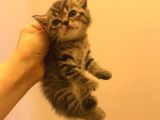 1.5 Aylık Dişi British Shorthair Silver Tabby