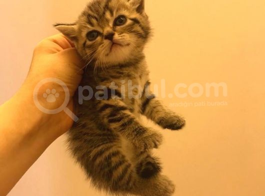 1.5 Aylık Dişi British Shorthair Silver Tabby görsel